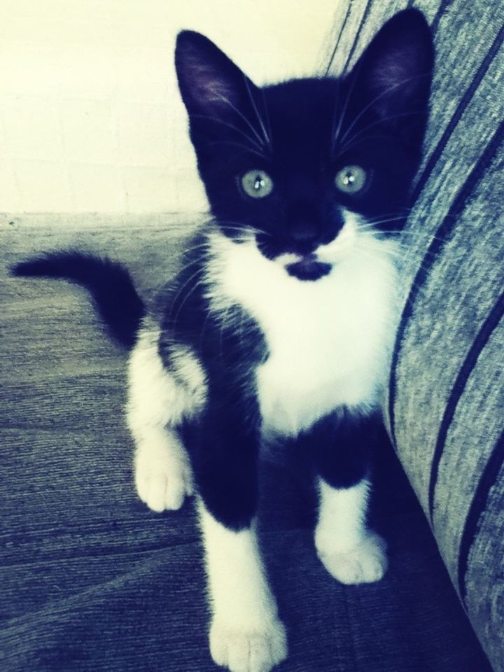 domestic cat, pets, cat, domestic animals, animal themes, one animal, feline, mammal, looking at camera, indoors, portrait, whisker, staring, black color, relaxation, alertness, close-up, animal eye, kitten, home interior