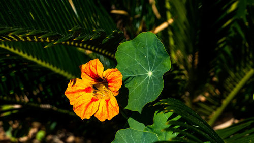 Close-up of flowering plant