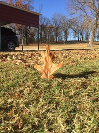 Autumn leaves on field