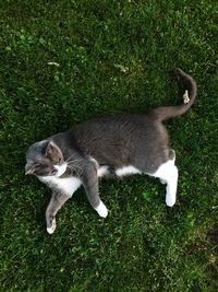 High angle view of cat standing on grass