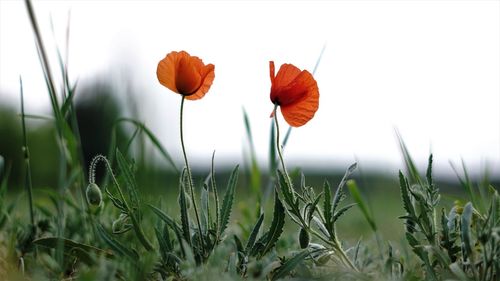 Close-up of flowering plants on field