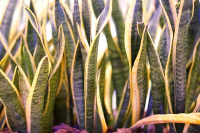 Close-up of plants