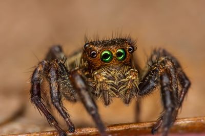 Close-up of spider