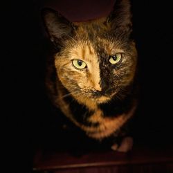 Close-up portrait of cat against black background