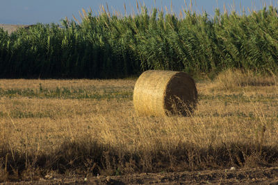 View of a rounded hay bale in the middle of field