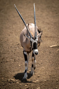 Gemsbok walks across stony ground in sunshine