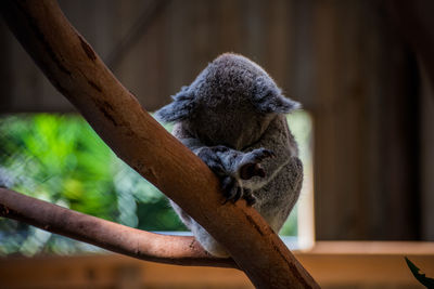 Close-up of an a koala sleeping on tree