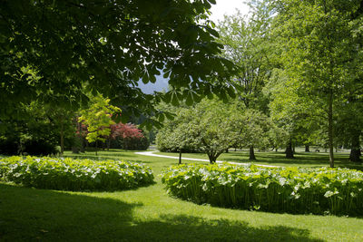 Trees and plants in park