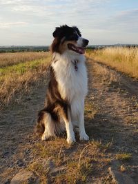 Dog looking away on field