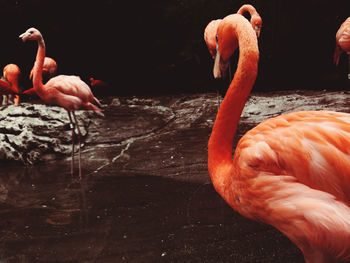 Flamingos in a lake