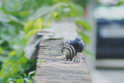 Pigeon and chipmunk on retaining wall