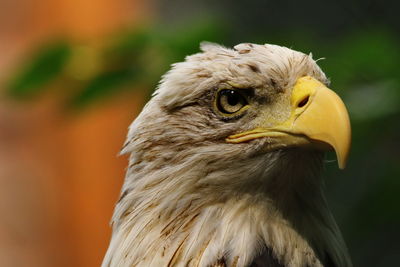 Close-up of a bird