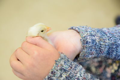 Close-up of hand holding bird
