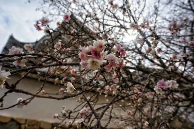 Close-up of flowers blooming on twigs