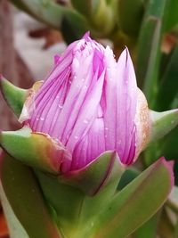 Close-up of wet pink rose flower