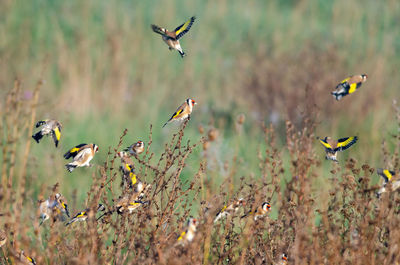Flock of european goldfinches - carduelis carduelis in hortobagy natioanl park