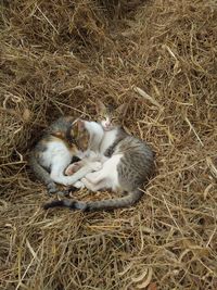 High angle view of a cat