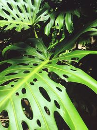 Close-up of fresh green plant