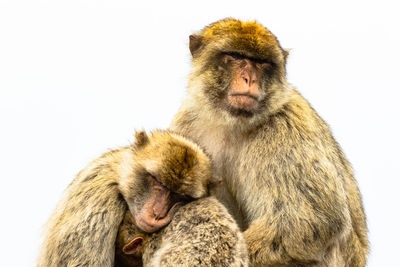 Close-up of gorilla sitting against white background