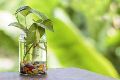 Close-up of plant in jar on table