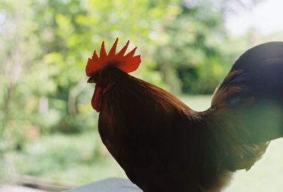 Close-up of rooster