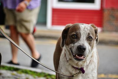 Portrait of dog sticking out tongue outdoors