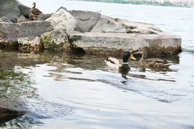 Bird on rock by lake