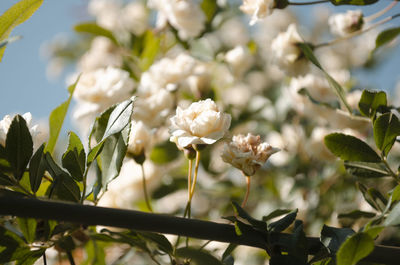 Close-up of white flowering plants