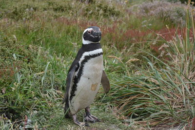 View of a bird penguin on field