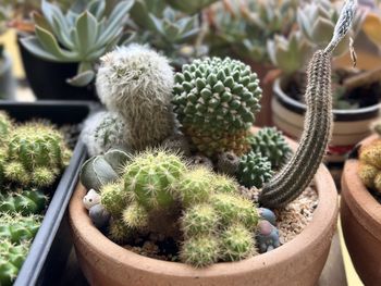succulent plant