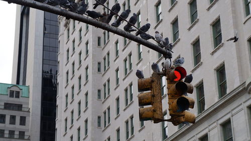 Low angle view of pigeons perching on road signal against building