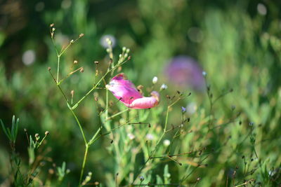 Close-up of pink flowering plant