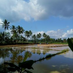 Scenic view of palm trees by lake against sky