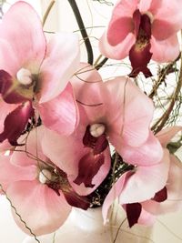 Close-up of pink flowers