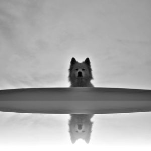 Side view of dog standing against sky