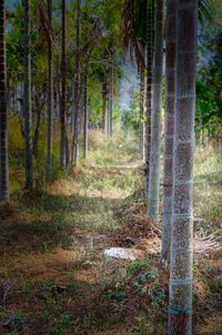 View of trees in forest