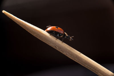 Close-up of ladybug on wood