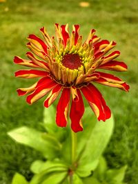 Close-up of red flower blooming outdoors