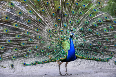 Close-up of peacock