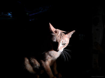 Close-up portrait of cat