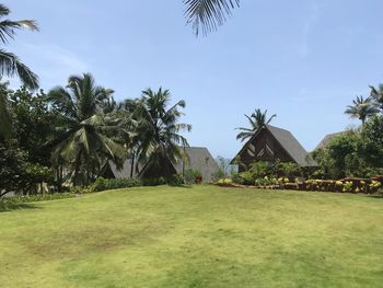 Scenic view of palm trees on landscape against sky