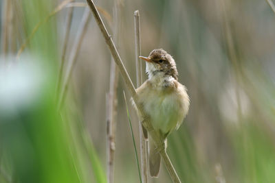 Close-up of bird perching on plant