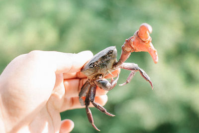 Close-up of hand holding crab