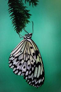 Close-up of butterfly on leaf