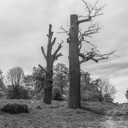 Trees on field against cloudy sky