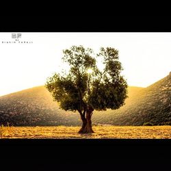 Scenic view of landscape against clear sky