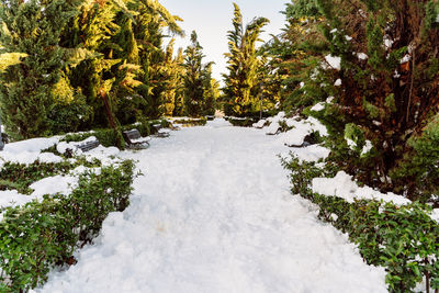 Scenic view of snow covered tree