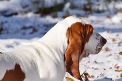 Basset hound