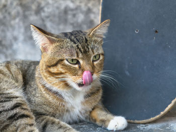 Close-up of cat looking away