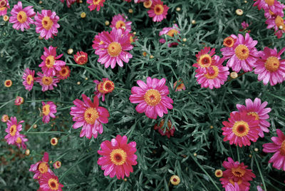 High angle view of pink flowering plants